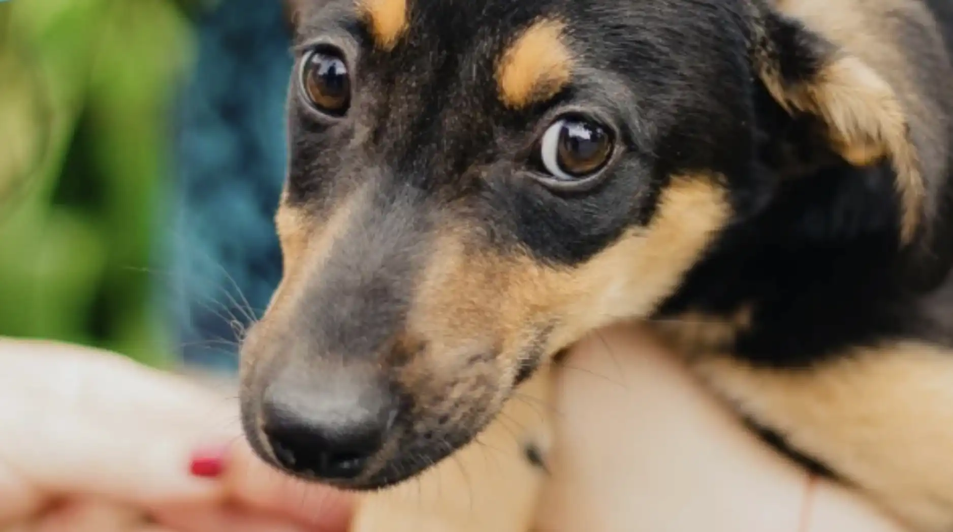 Filhote de cachorro com pelagem preta e castanha, olhos grandes e escuros, sendo segurado no colo.