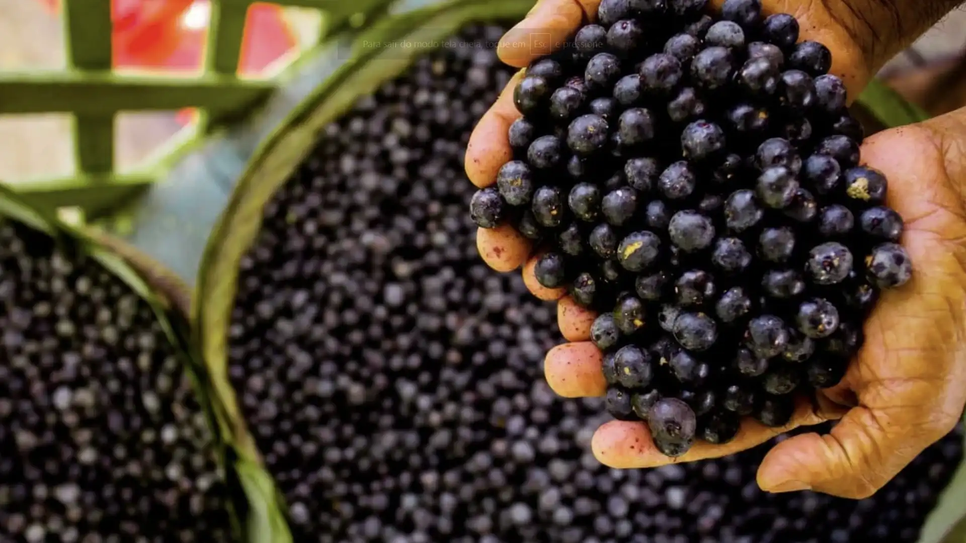 Mãos de uma pessoa segurando um punhado de açaí fresco sobre um cesto.