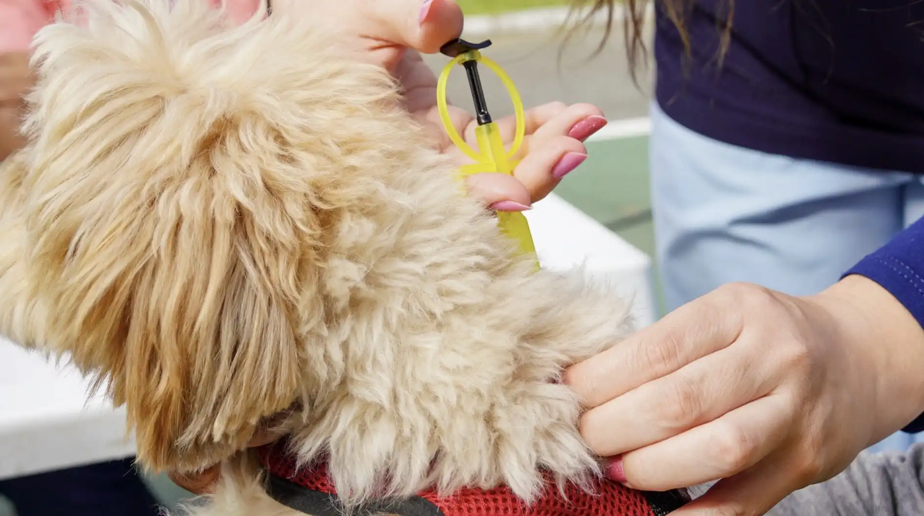 Uma mão segura um aplicador amarelo para microchipar um cachorro de pelo claro, enquanto a outra mão segura a pele do pescoço do animal.