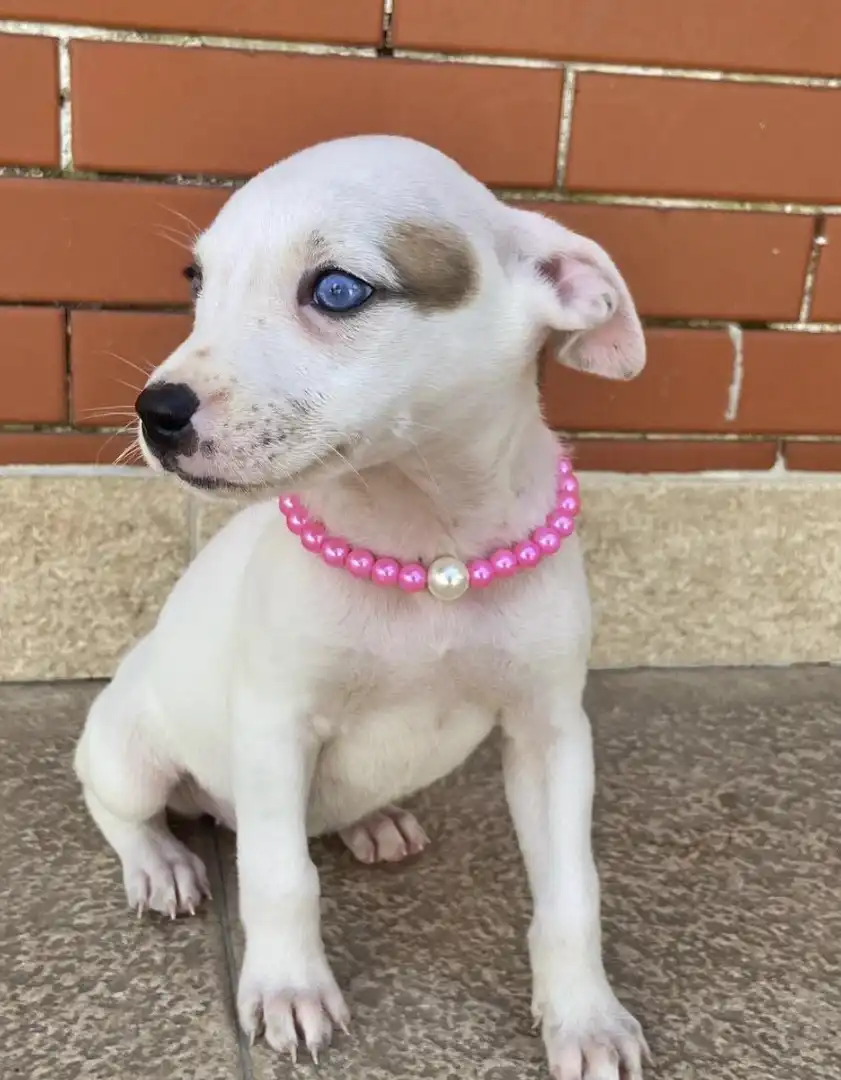 Uma cachorrinha filhote de pelo branco, usando um colar de pérolas rosa, sentada em frente a uma parede de tijolos. Ela tem olhos azuis penetrantes e uma mancha marrom acima do olho esquerdo.