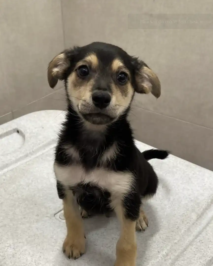 Um filhote de cachorro com pelo preto e castanho-claro, sentado e olhando diretamente para a câmera.