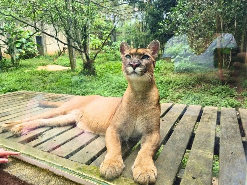 Puma (onça-parda) deitada em uma plataforma de madeira, olhando para cima através de um vidro.