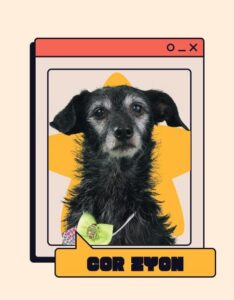 Foto de um cachorro pequeno de pelagem preta e grisalha com um laço verde limão, inserida em uma moldura que simula uma janela de computador retrô sobre uma estrela amarela.