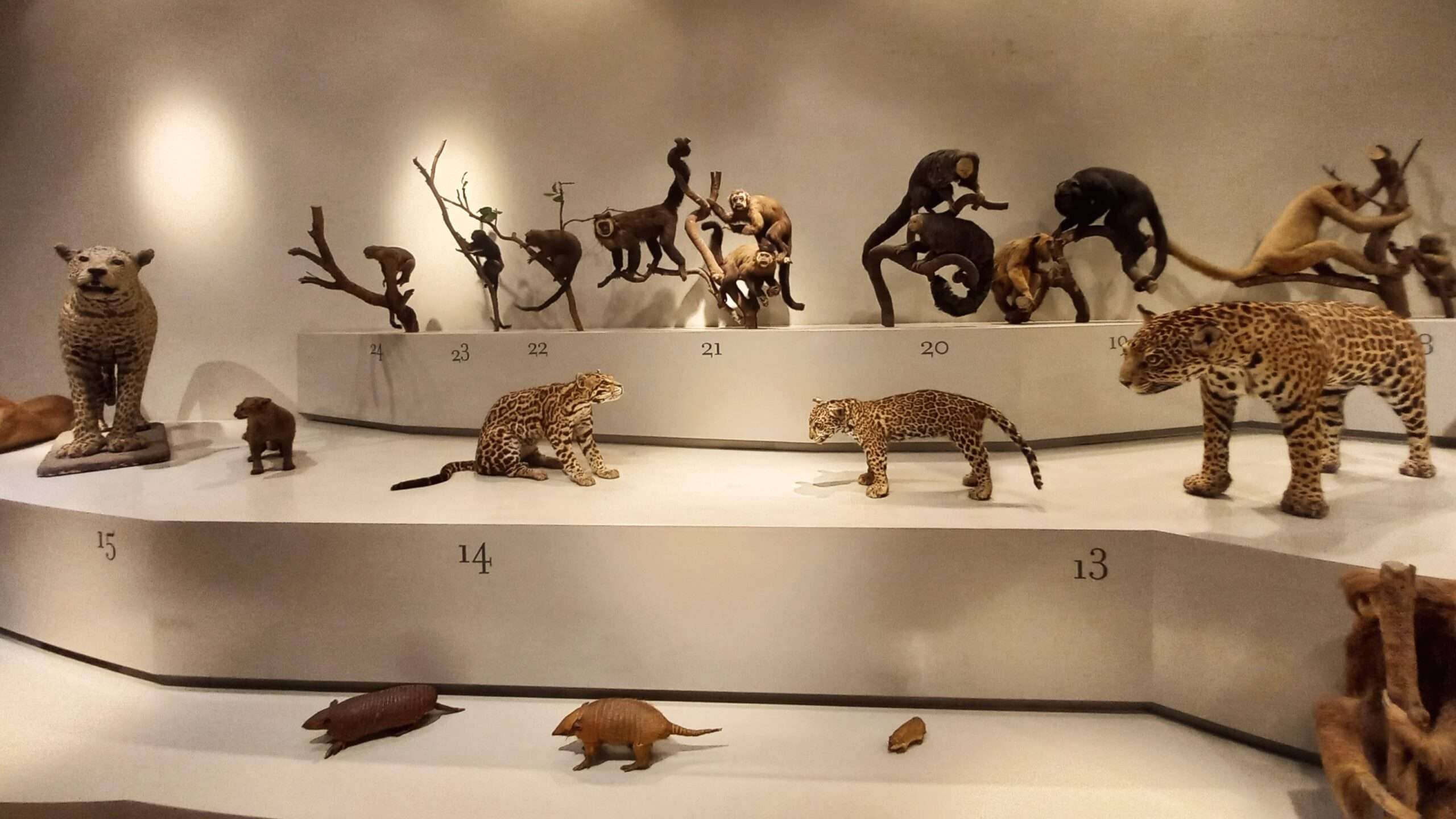 Exposição de animais taxidermizados no Museu de Zoologia da USP dispostos em níveis. No plano superior, macacos em galhos; no intermediário, felinos como onças e jaguatiricas; e no plano inferior, tatus. Os animais estão numerados sobre uma base branca.