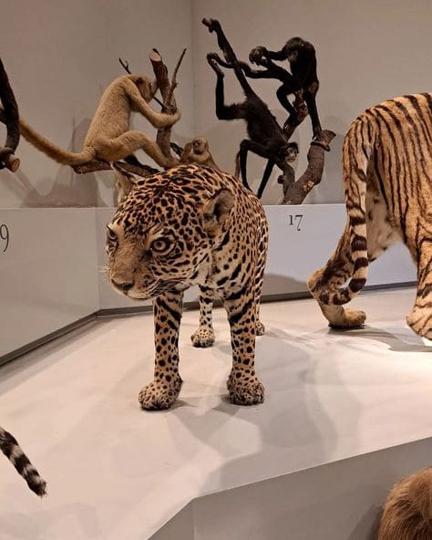 Close de uma onça-pintada taxidermizada em postura de caminhada, com foco em sua cabeça e pelagem com rosetas. Ao fundo, macacos de diferentes espécies estão posicionados em galhos de árvores sobre uma plataforma branca numerada.