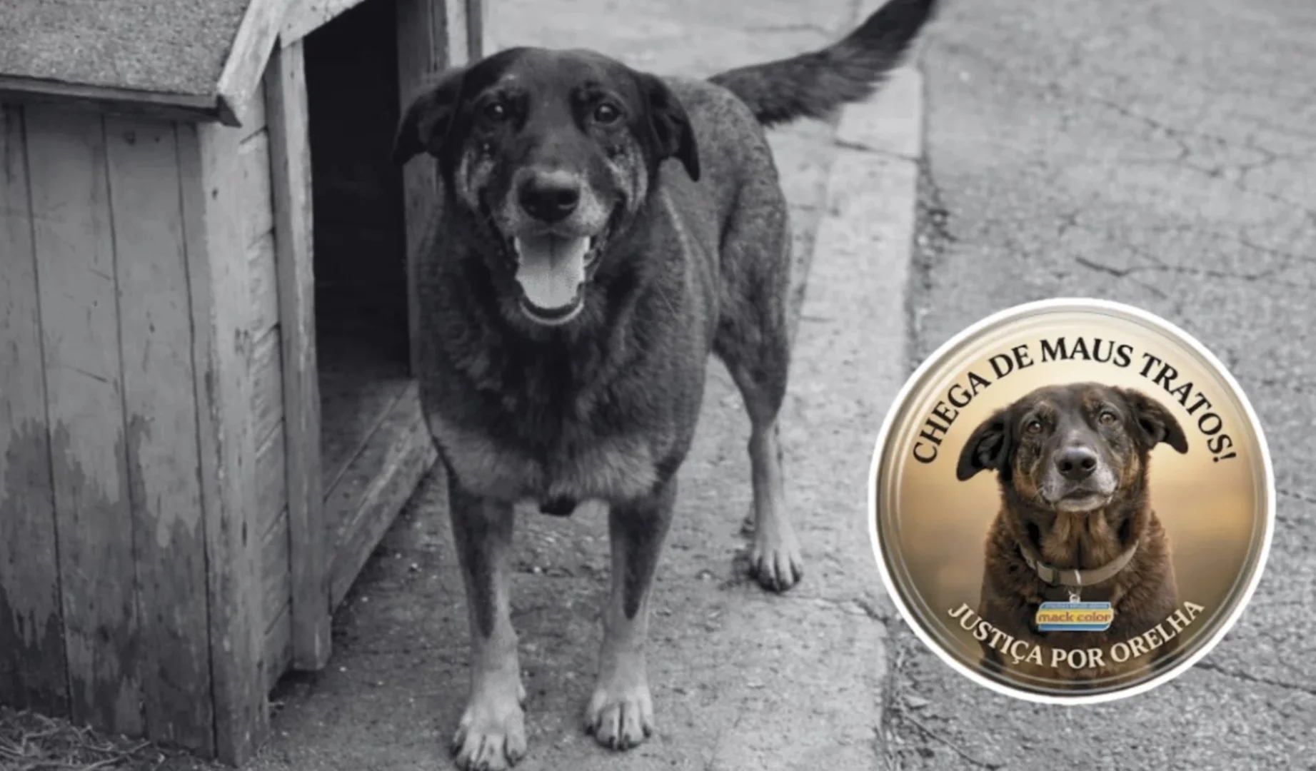 Montagem com uma foto em preto e branco de um cachorro sorridente ao lado de uma casinha de madeira e, no canto inferior direito, um selo colorido com a frase 'Justiça por Orelha'.