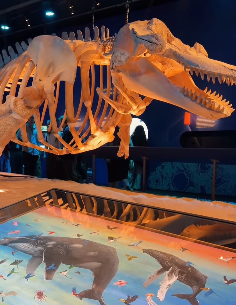 Close de um esqueleto de baleia suspenso em uma galeria, posicionado acima de uma mesa digital que exibe ilustrações coloridas de baleias e pássaros.