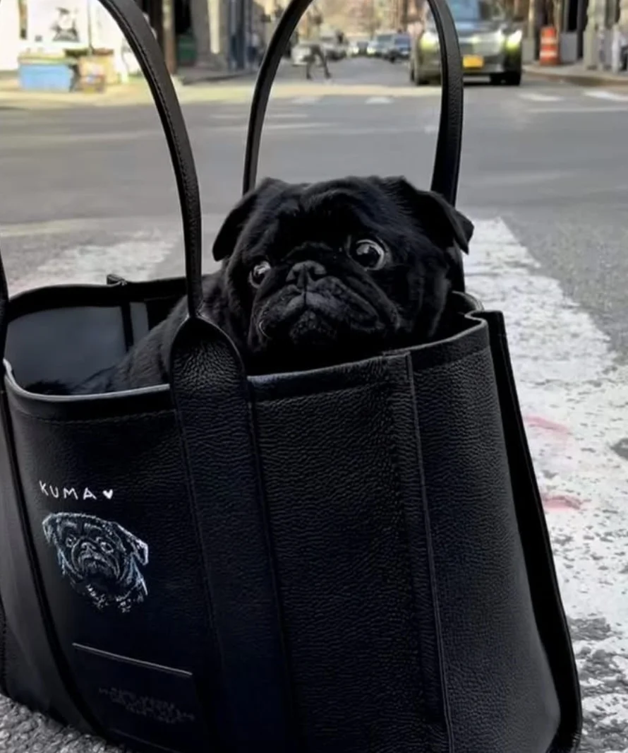 Um pug preto fofo dentro de uma sacola de compras preta com a ilustração do rosto de um pug e o texto "Kuma" no fundo. A sacola está no chão de concreto da cidade.