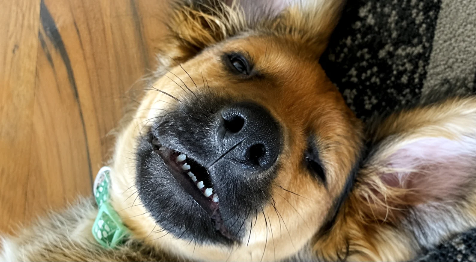 Cachorro com expressão engraçada em foto espontânea.