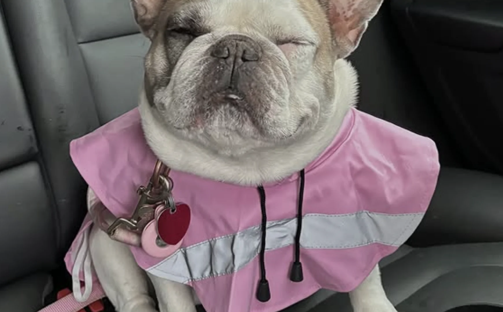 Cachorro de roupa rosa sentado no banco de um carro.