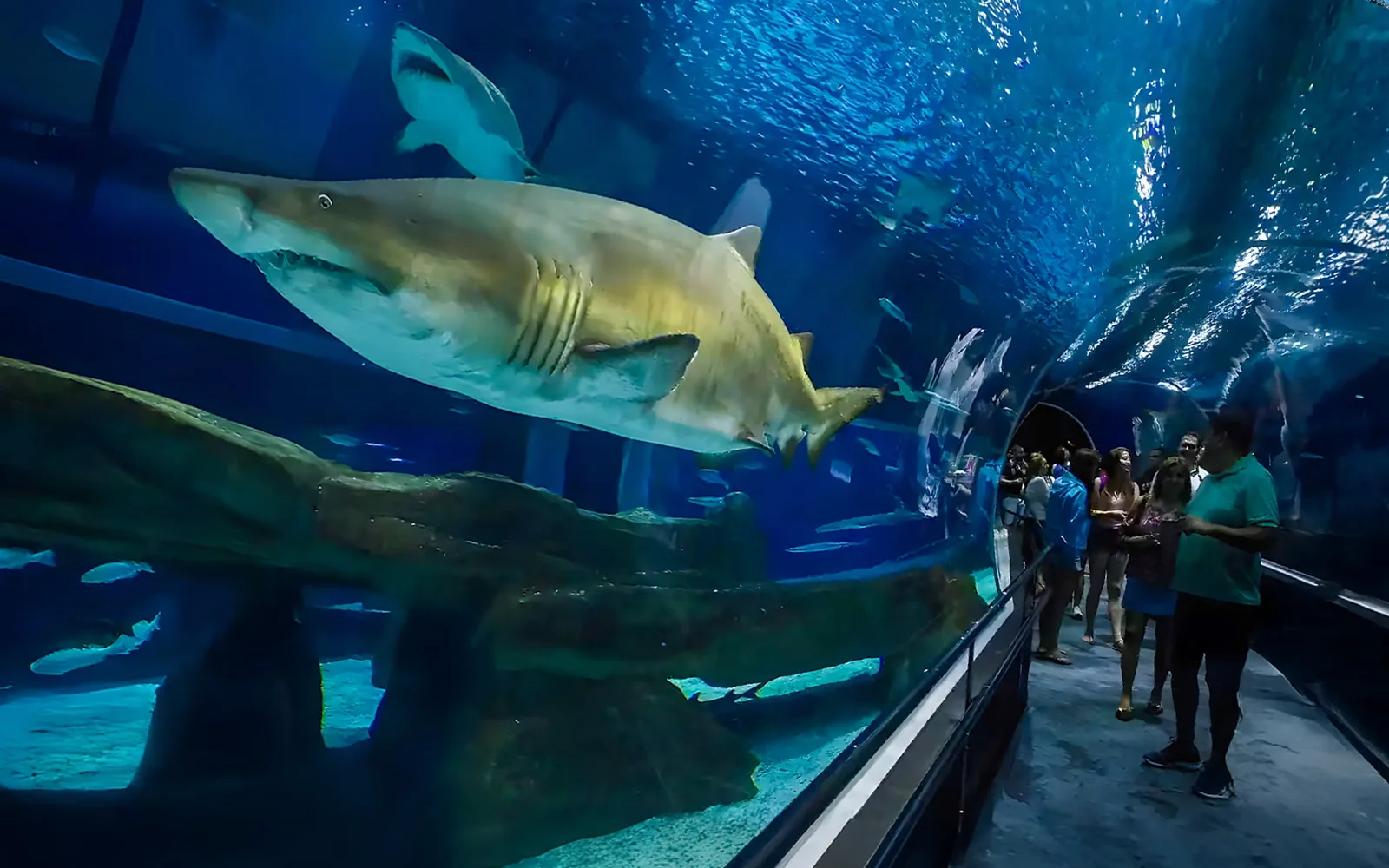 Tubarão nada próximo ao túnel de visitantes do AquaRio.
