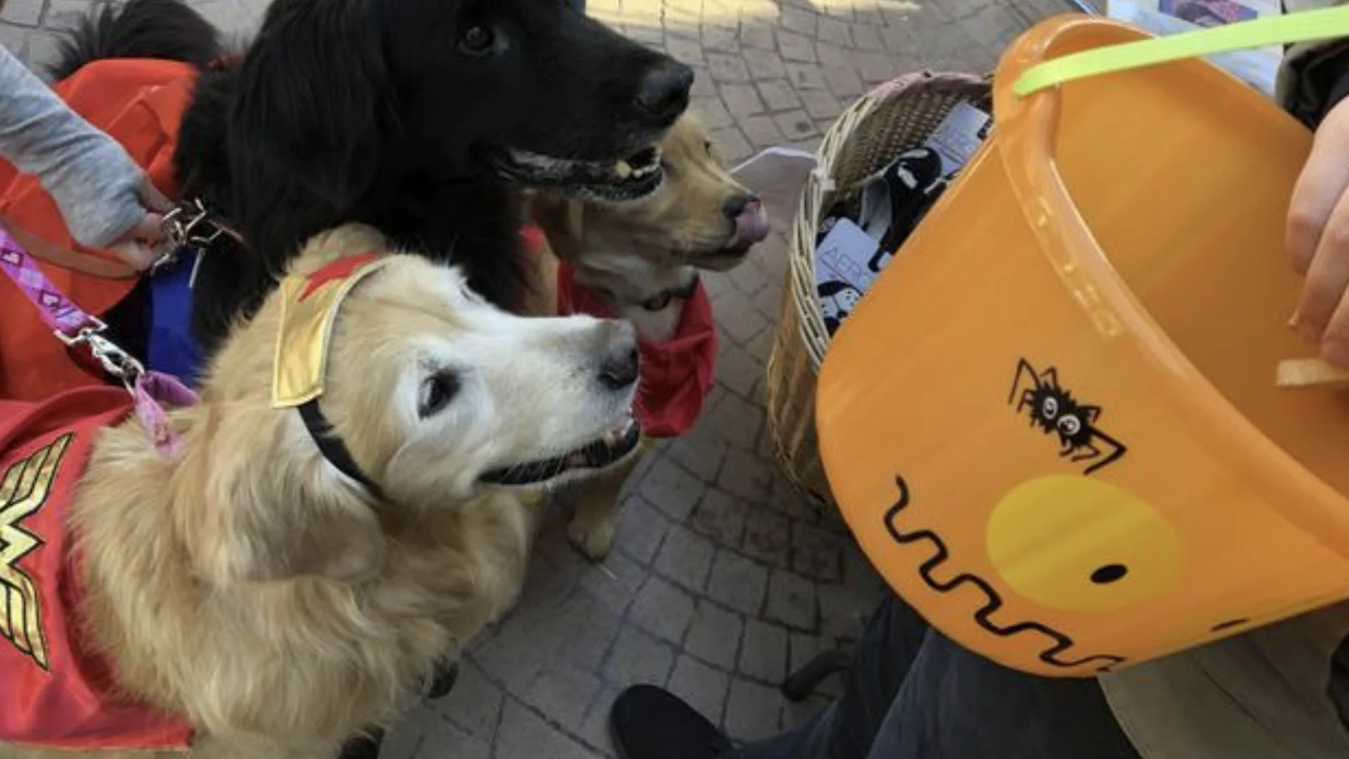 Cães fantasiados de Halloween se aproximam de um recipiente de petiscos durante uma atividade temática para pets.